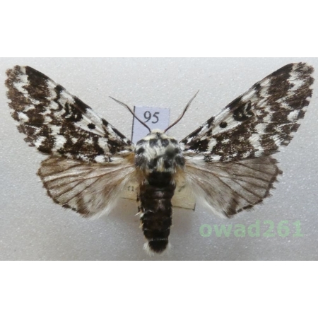 Panthea coenobita (Esper, 1785) male Czech95